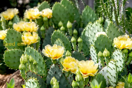 Engelmannii Opuntia Plant Seeds For Easy Planting heirloom non-gmo organic garden seeds