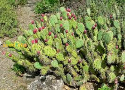Engelmannii Opuntia Plant Seeds for Easy Planting
