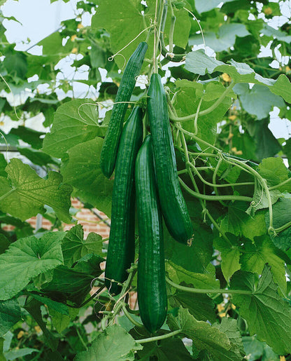 English Cucumber (Cucumis Sativus 'Burpless') Seeds