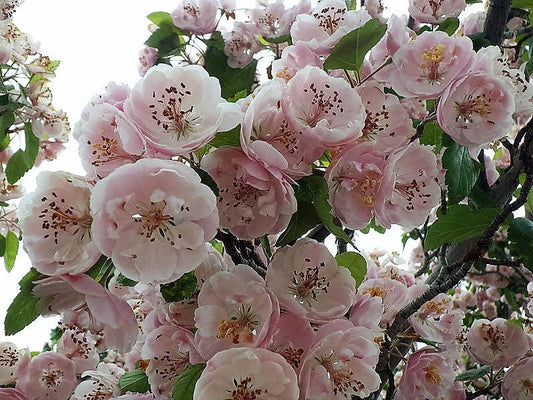English Hawthorn Tree Crataegus Laevigata – Edible Fruit, Mayflower – Seeds heirloom non-gmo organic garden seeds