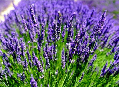 English Lavender Lavandula Angustifolia Seeds heirloom non-gmo organic garden seeds