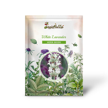 White Lavender (Lavandula angustifolia) - English Lavender Herb Flower Seeds (20 Seeds)
