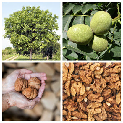 English Walnut Tree Juglans Regia – Common, Hardy Carpathian, Persian Nut Fruit Tree Seeds heirloom non-gmo organic garden seeds
