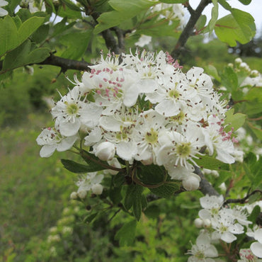 Semi di arbusto di biancospino inglese