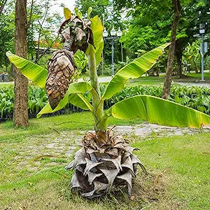 Ensete Superbum Cliff Banana Seeds heirloom non-gmo organic garden seeds