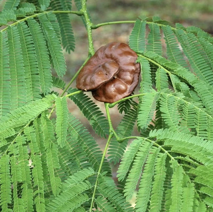 Enterolobium Cyclocarpum Plant Seeds