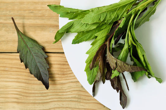 Epazote Mexican Tea Chenopodium Ambrosioides Dysphania Herb Flower Seeds heirloom non-gmo organic garden seeds