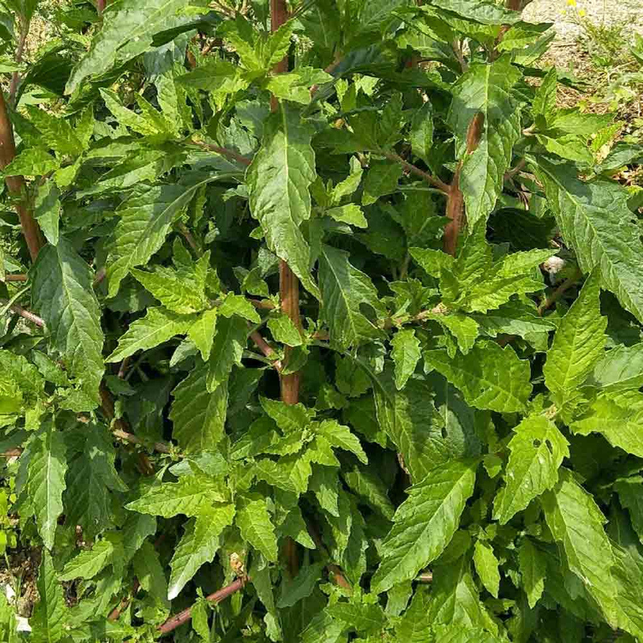 Epazote (Mexican Tea) (Chenopodium Ambrosioides) Dysphania Herb Flower Seeds
