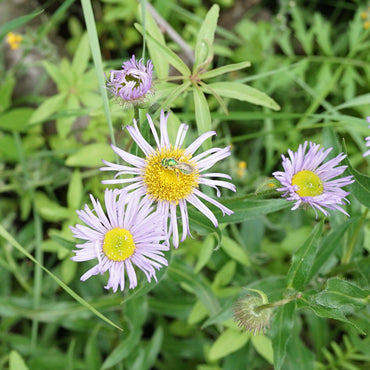 Showy Fleabane Daisy Herb Seeds