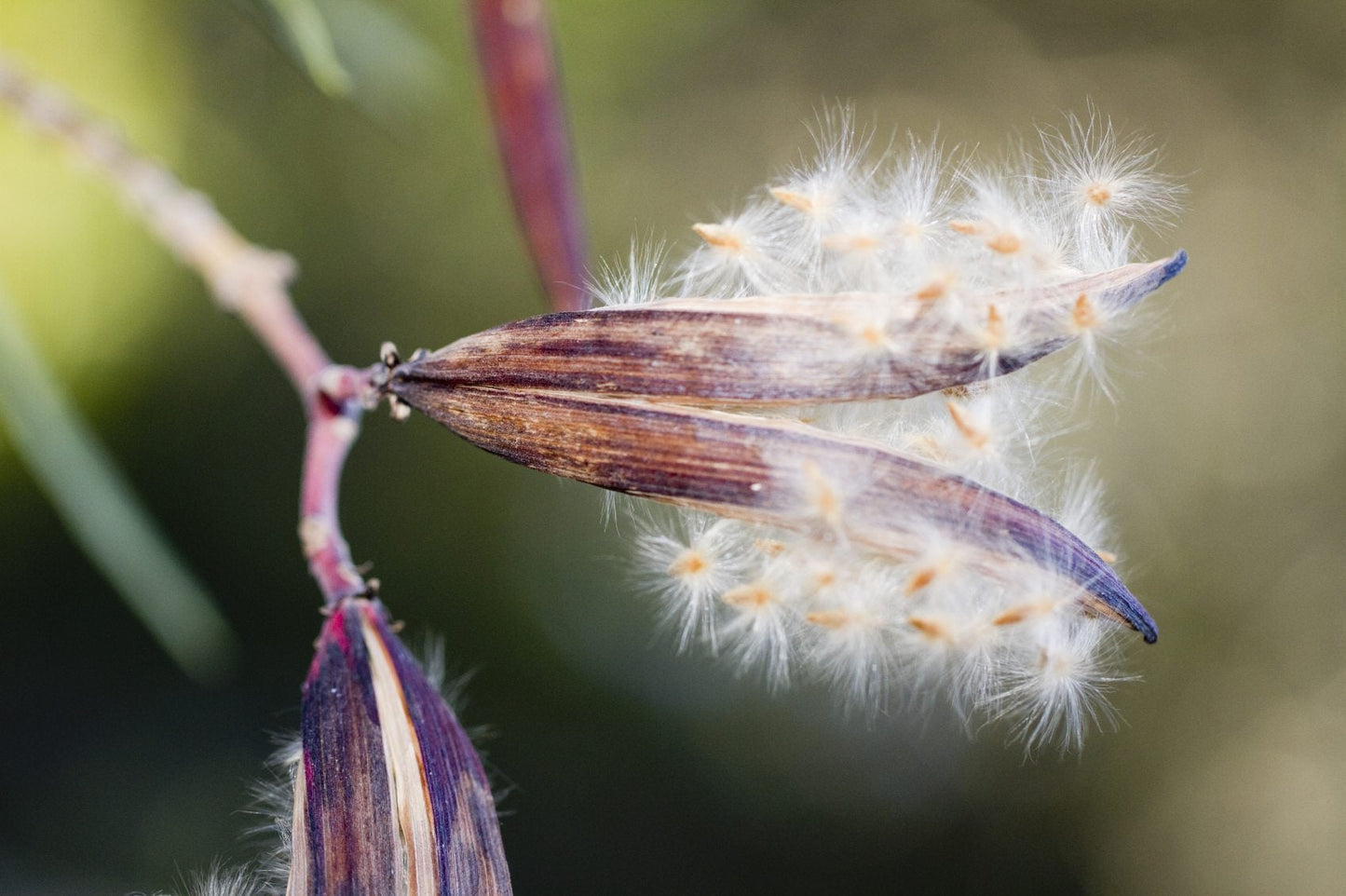 Nerium Oleander Shrub Seeds
