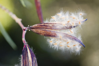 Nerium Oleander Shrub Seeds