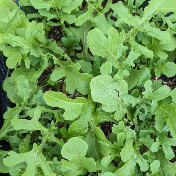 Arugula (Eruca vesicaria sativa) - Greens Vegetable Seeds