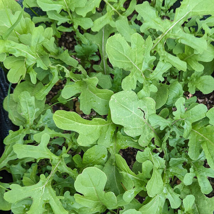 Arugula (Eruca vesicaria sativa) - Greens Vegetable Seeds