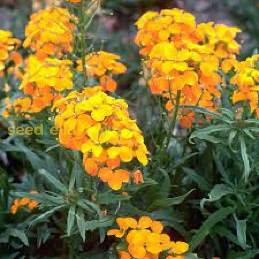Erysimum Aliionii Seeds - Bright Orange Wallflower Planting Flower