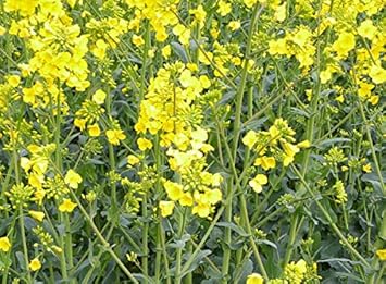 Essex Rape Seeds Premium Vegetable Planting Pack heirloom non-gmo organic garden seeds