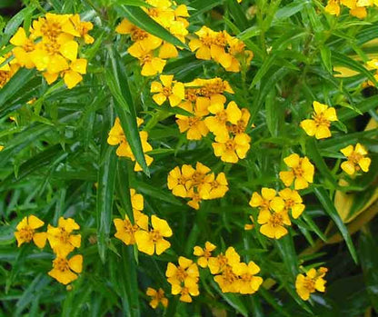 香り高いエストラゴンの花の種、簡単に植えられます