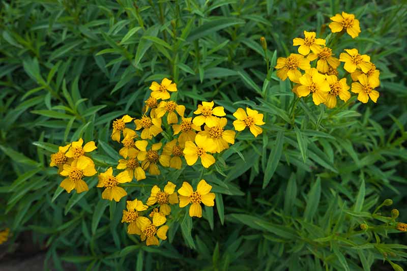 香り高いエストラゴンの花の種、簡単に植えられます