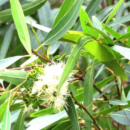 Semi di erbe al limone e eucalipto