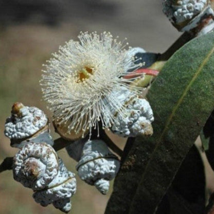 Eucalyptus Globulus Flower Seeds (Tasmanian Blue Gum)