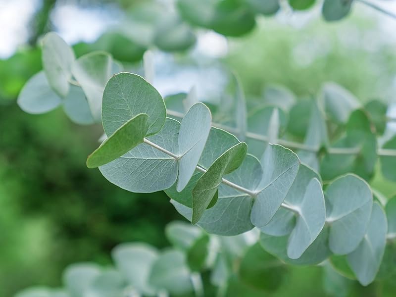 Apple Cider Eucalyptus Seeds for Planting Eucalyptus Gunnii aromatic garden patio pot