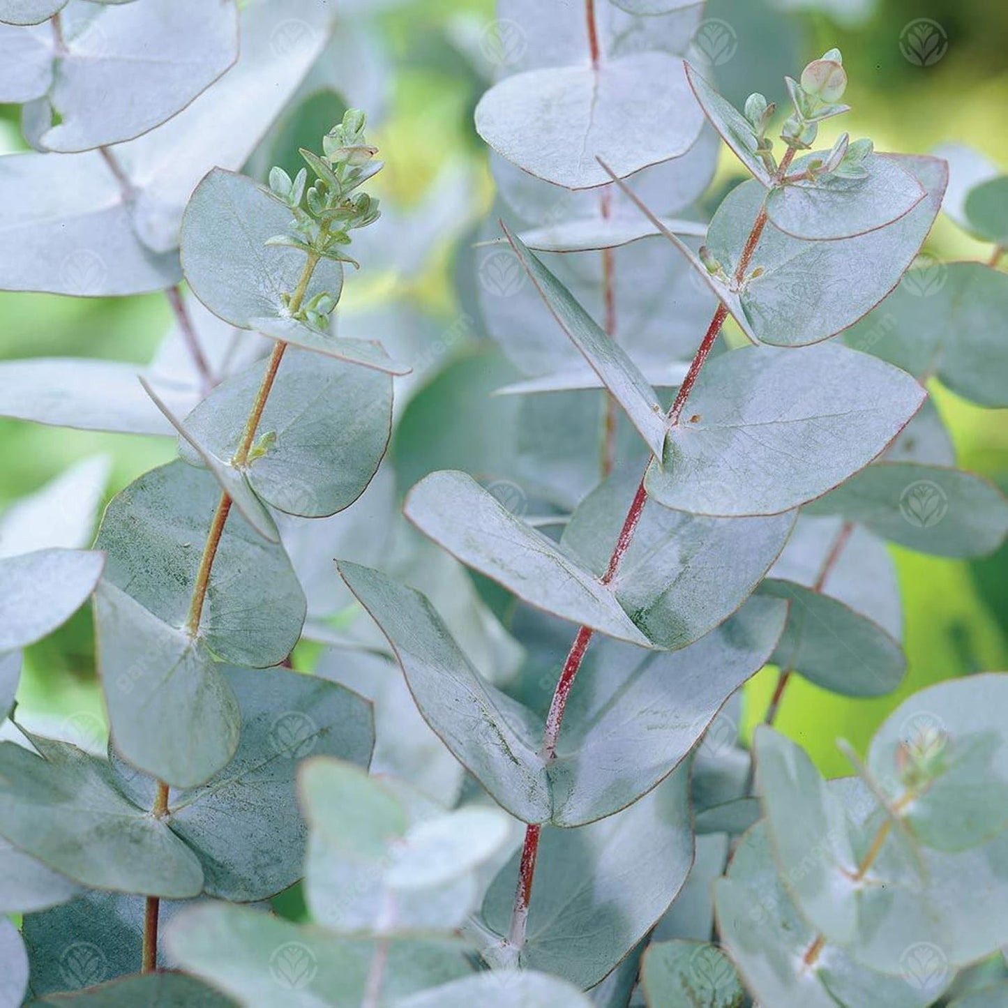 銀箱 ユーカリ（プルイノサ） 銀青緑色の葉 林檎箱 煙の木 白黄色の花の種