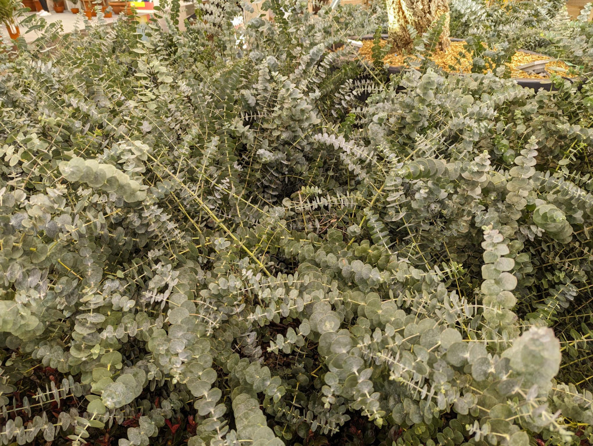 Eucalyptus Pulverulenta Tree Seeds for Planting – Heirloom, Non-GMO, Aromatic, Fast-Growing