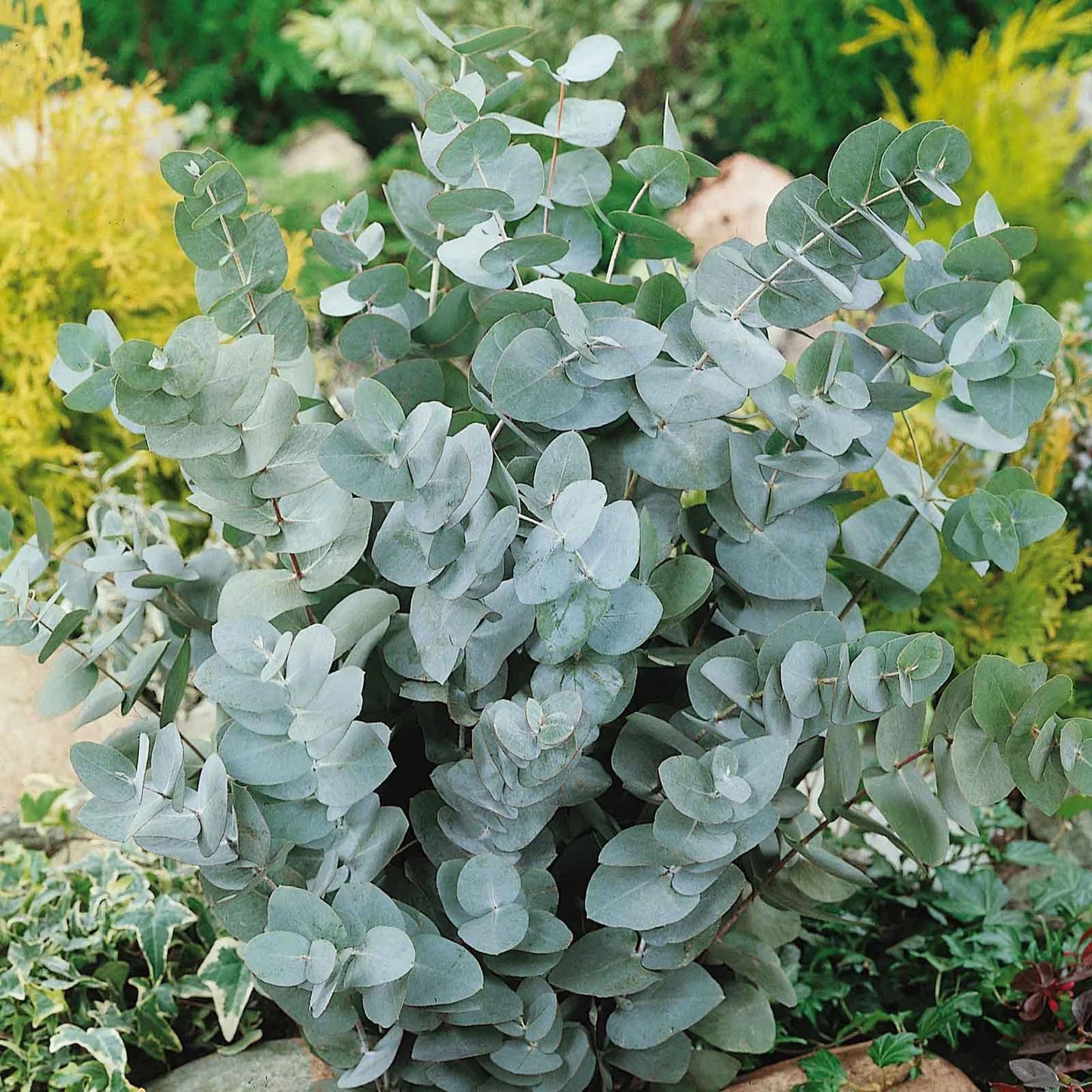 Eucalyptus Cinerea Tree Seeds