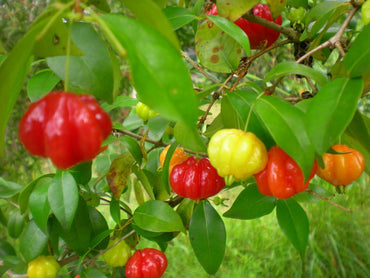 Pitanga Eugenia uniflora Seeds for Planting in Home Orchard and Backyard Garden