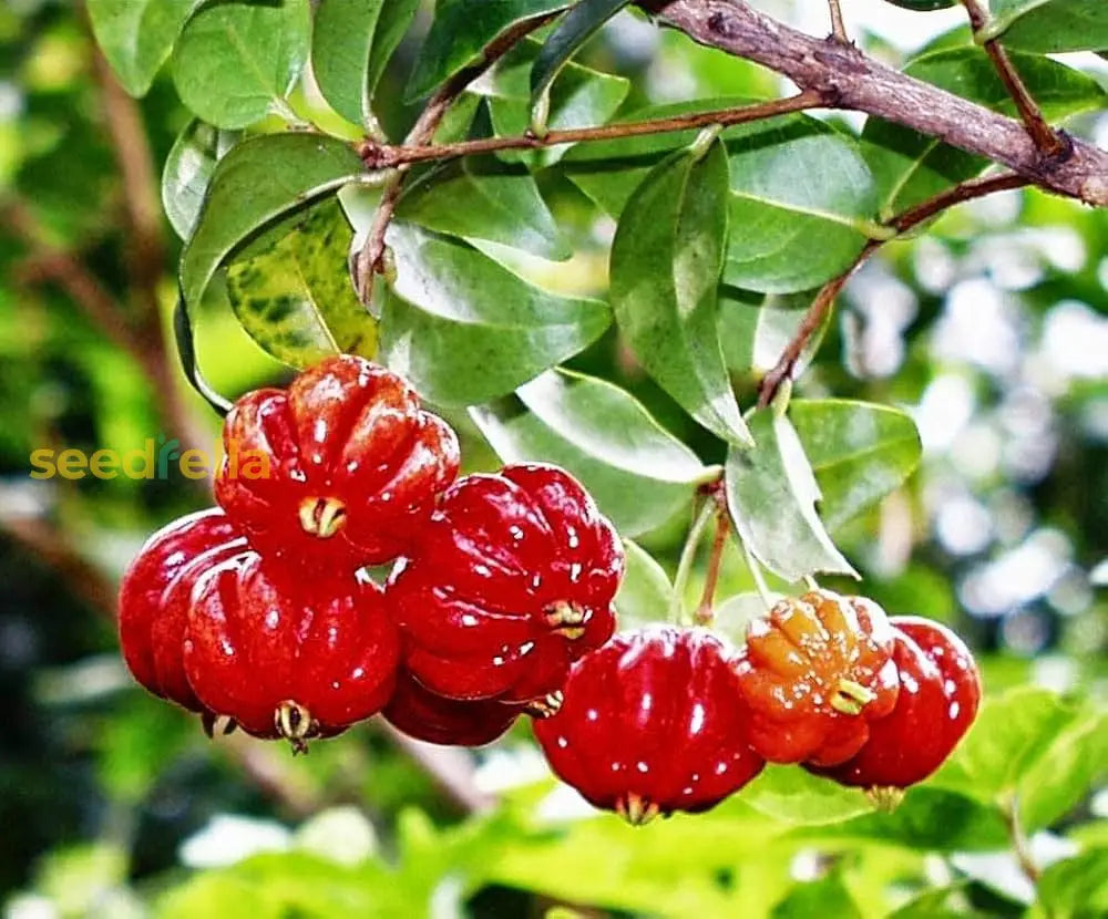 Pitanga Fruit Seeds for Planting Grow Your Own Tropical Harvest