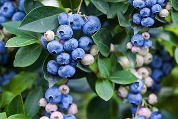 Northern Highbush Blueberry Bush (Vaccinium) Fruit Shrub Blue Berry White Flower Seeds