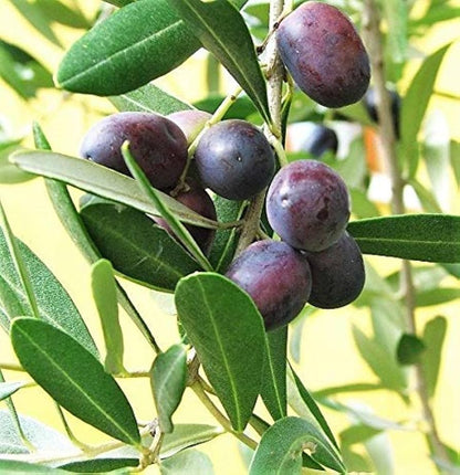 Canino Olive Tree (Olea europaea) Seeds – Edible European Common Green/Black Fruit