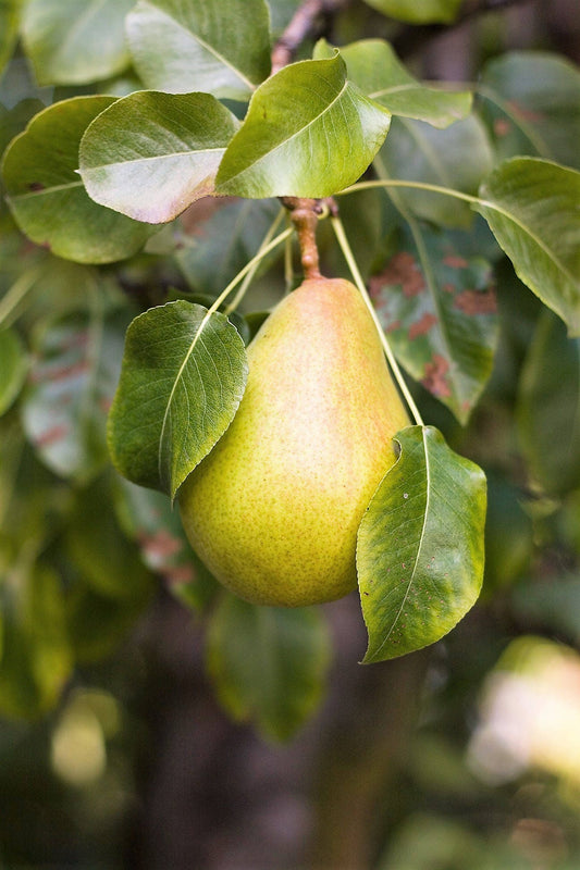 European Pear Tree Pyrus Communis Fruit Seeds – White Flowers, Green Fruit heirloom non-gmo organic garden seeds