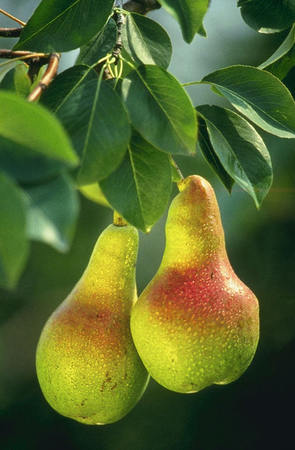 European Pear Tree (Pyrus communis) Fruit Seeds – White Flowers, Green Fruit