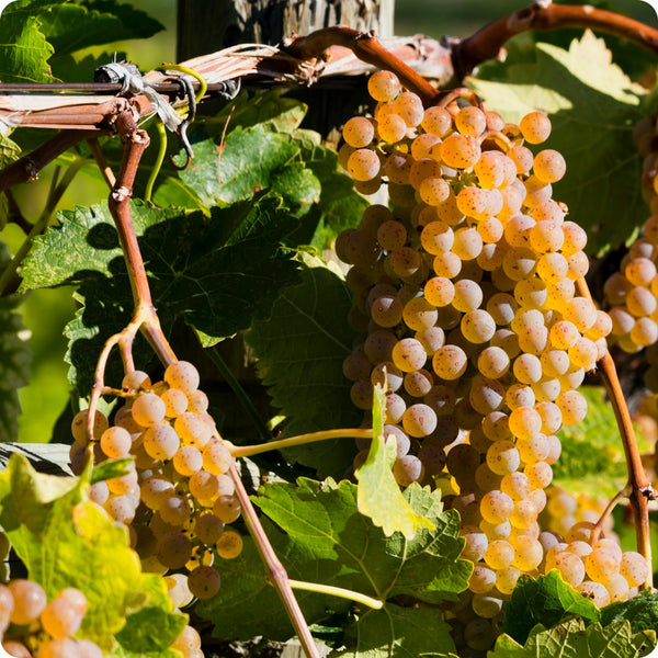 European Wine Grape Vitis Vinifera Seeds heirloom non-gmo organic garden seeds