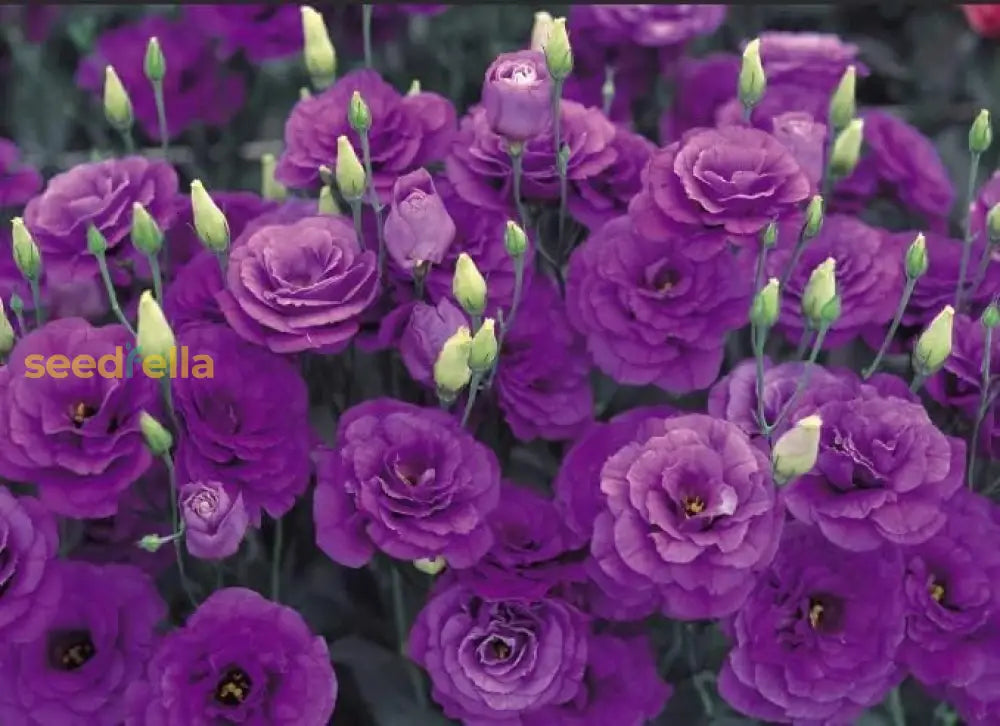 Eustoma Flower Seeds For Planting - Volite Variety
