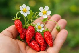 Alexandria Strawberry (Everbearing Alpine Fragaria vesca) Red Berry Fruit & White Flower Seeds