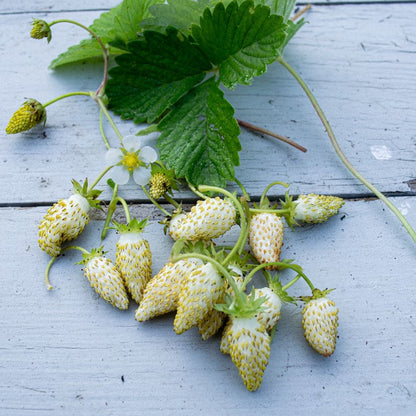 Yellow Wonder Strawberry Everbearing Heirloom (Fragaria vesca) – Yellow Berry Fruit Seeds