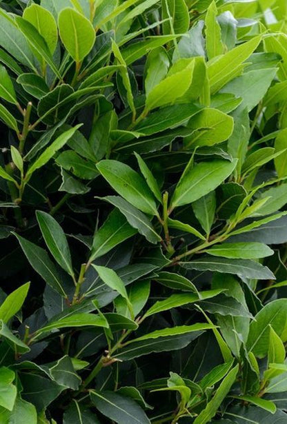Bay Laurel Seeds (Laurus nobilis)