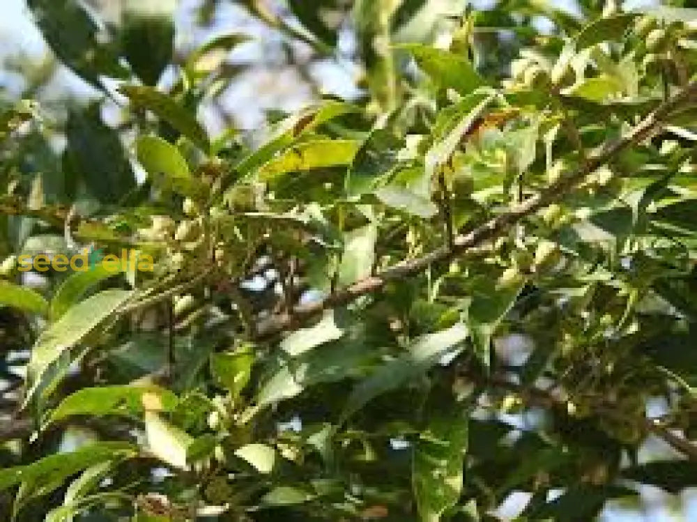 植え付け用緑色のフィカス・ペルツサの種