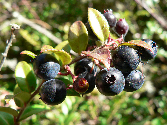 California Evergreen Huckleberry (Vaccinium Ovatum) Fruit Shrub Seeds