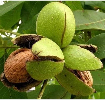 nut bonsai tree Evergreen Walnut Velvet Organic Non Gmo Fruit Nut Tree Bonsai Seeds For Your Garden Organic Garden Seeds – Pure Asia Seeds