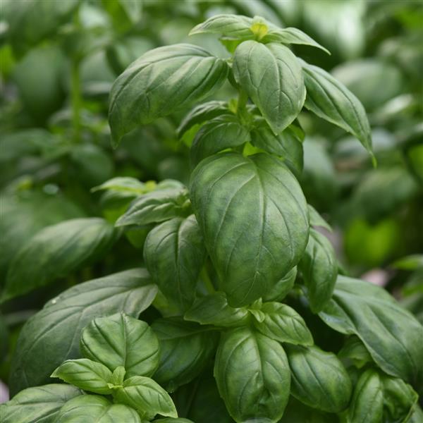 Everleaf Emerald Towers Basil Ocimum Basilicum Seeds heirloom non-gmo organic garden seeds