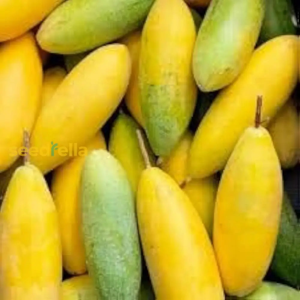 Banana Passion Fruit Seeds for Planting - Premium Garden Seeds