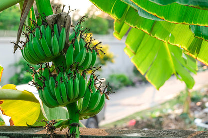 Banana Fruit Seeds for Planting - Perfect for Unique and Delicious Gardens