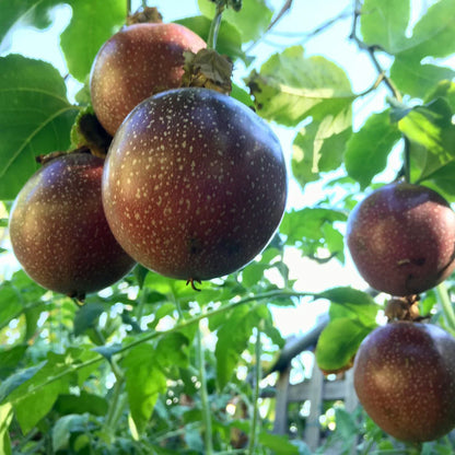 Passiflora Fruit Seeds for Planting Dark Red - Enjoy the Exotic Dark Red Passiflora Fruits