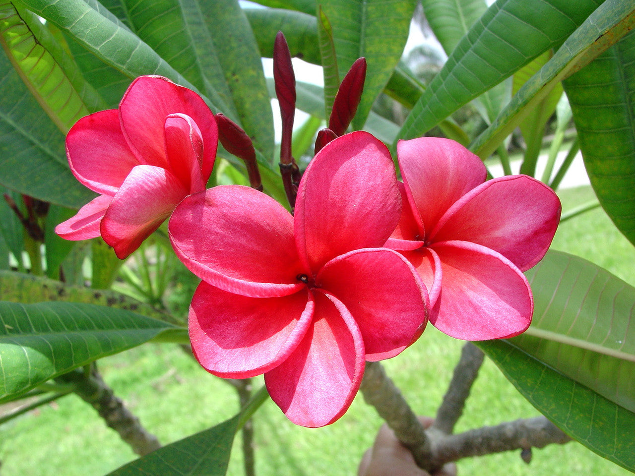 Exotic Frangipani Plant Seeds  Non-GMO Tropical Flower Seeds