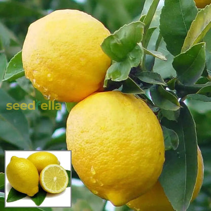 Lemon Seeds for Planting - Yellow Fruit Variety