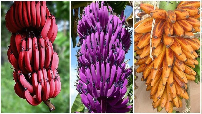 Light Purple Banana Fruit Seeds for Planting