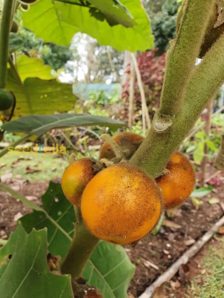 Orange Naranjilla Lulo Seeds for Planting Grow Exotic Tropical Fruit at Home