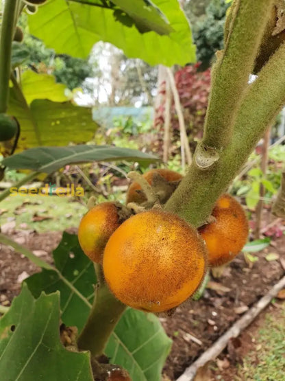 Orange Naranjilla Lulo Seeds for Planting Grow Exotic Tropical Fruit at Home